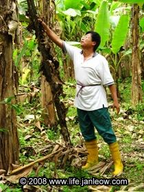 Mr Goo, the big boss himself hard at work in the durian orchard.