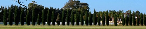 Scenery picture of Swan Valley, Western Australia. A line of trees in a winery vineyard.